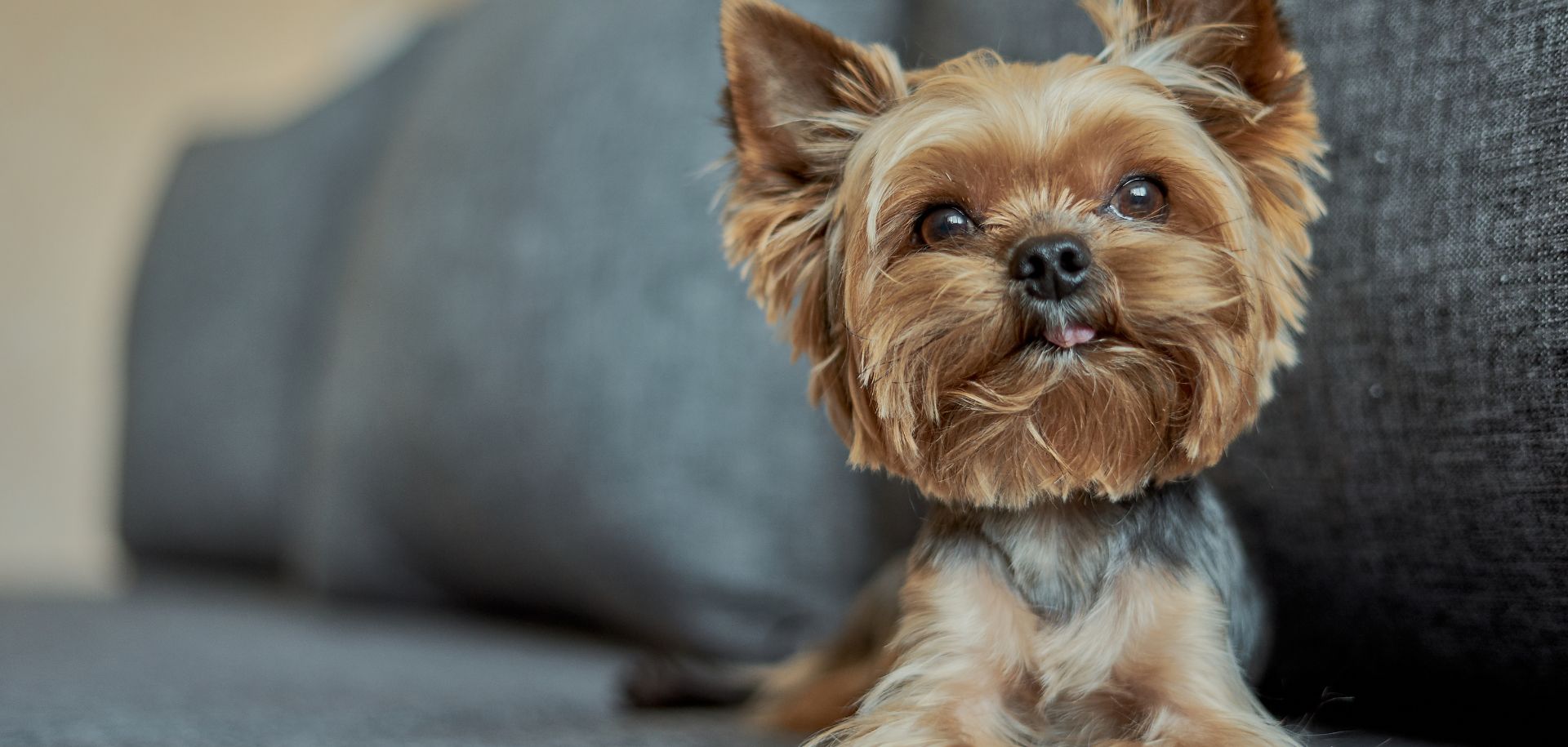 Jorkšírsky teriér